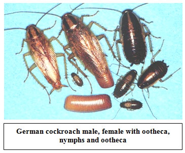 cockroach1