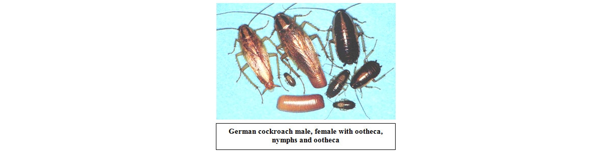 What does a on sale cockroach look like