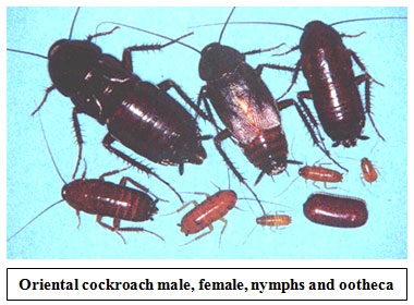 cockroach2