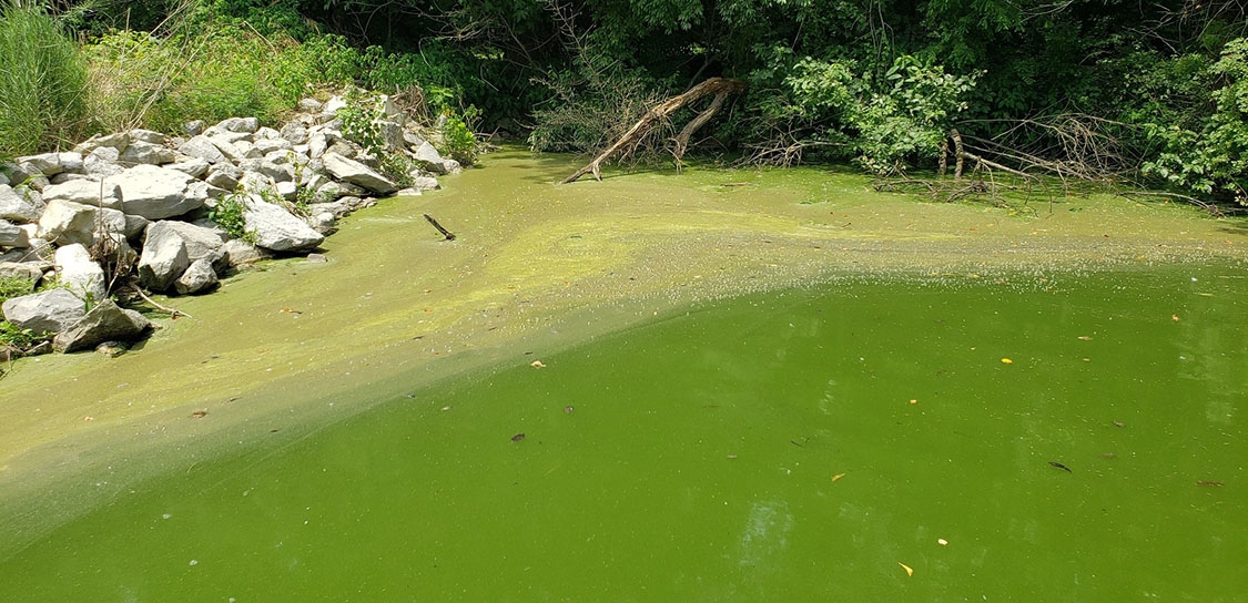 Lake Bloom