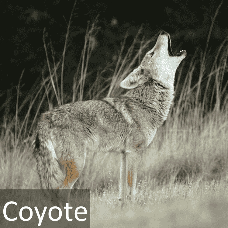 Coyote