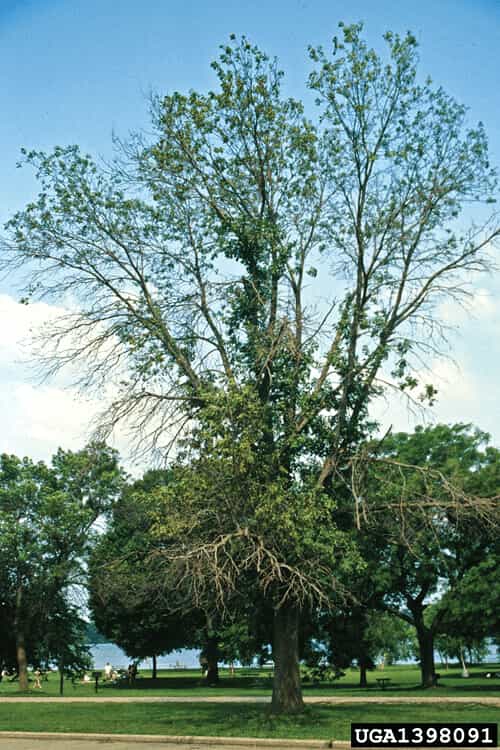 Crown Dieback