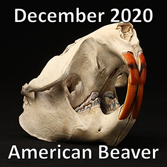 December 2020