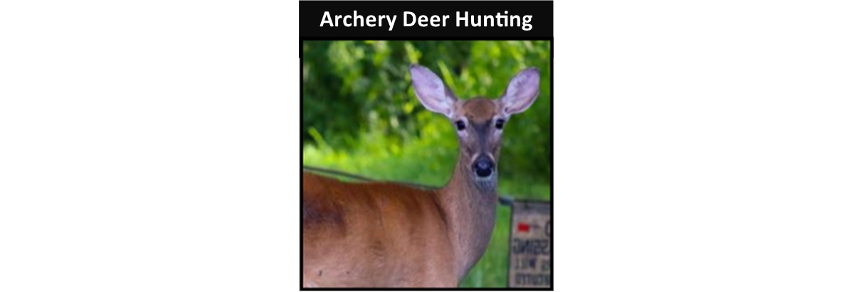 Archery Deer Hunting