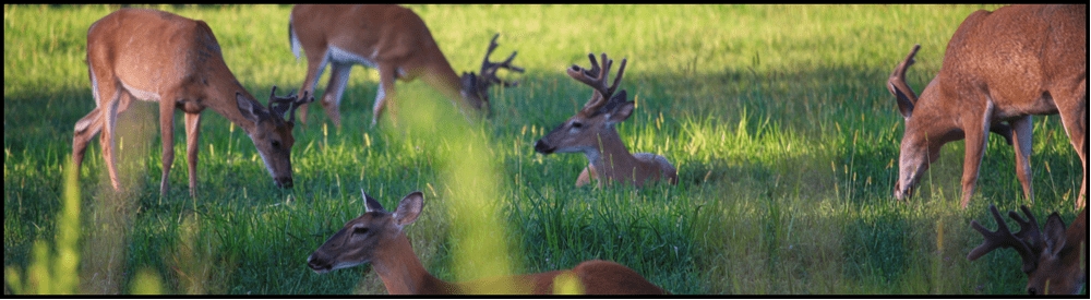 Deer grazing