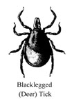 black legged (deer) tick