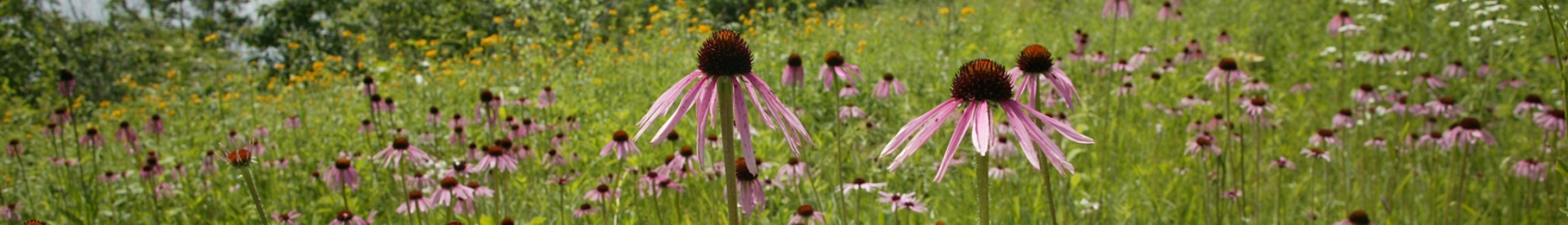 banner image with purple cone flowers