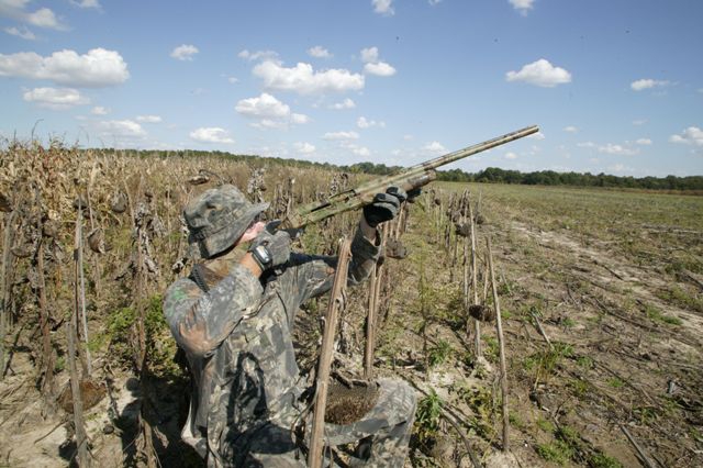 dove hunter in sunflowers taking aim