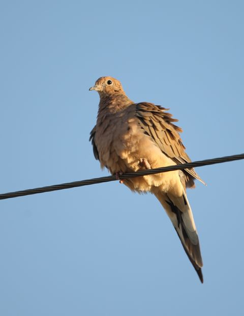 mourning dove on wire
