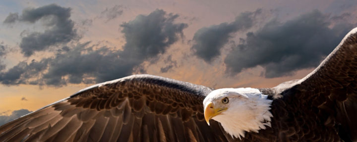 Original Image of Bald Eagle