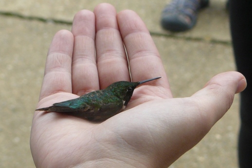 hummingbird in hand