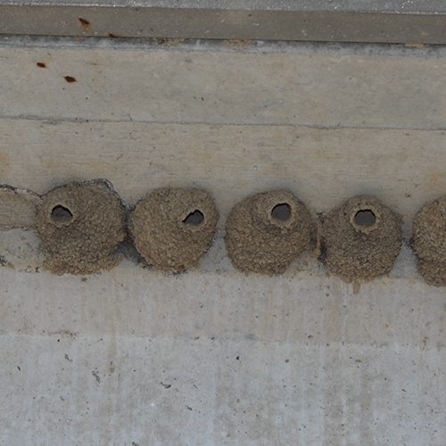 ENTICE Animal Architects button