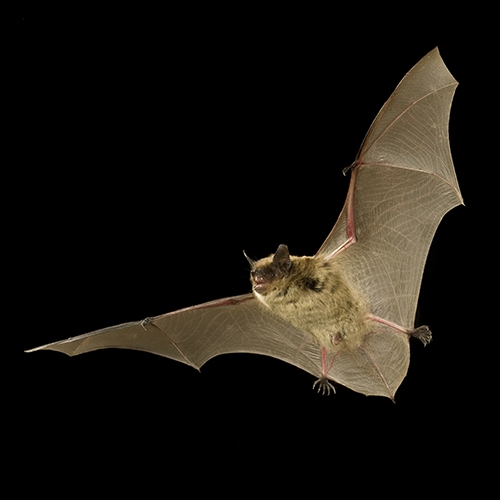 A little brown bat (Myotis lucifugus) flies at night at The Nature Conservancy's Dutch Henry Falls preserve in central Washington.