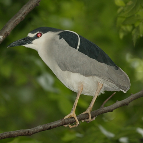 ENTICE Black-crowned Night-heron button