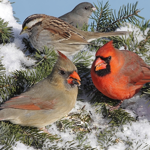 Pair of Northern Cardinals (cardinalis cardinalis) White-throated Sparrow (Zonotrichia albicollis) and Dark-eyed Junco (hyemalis) at a feeder in winter