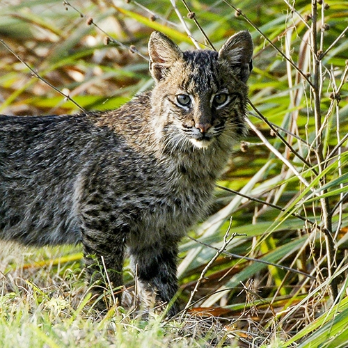 lovely adult bobcat standing in grass