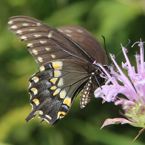 ENTICE Butterflies Button 2