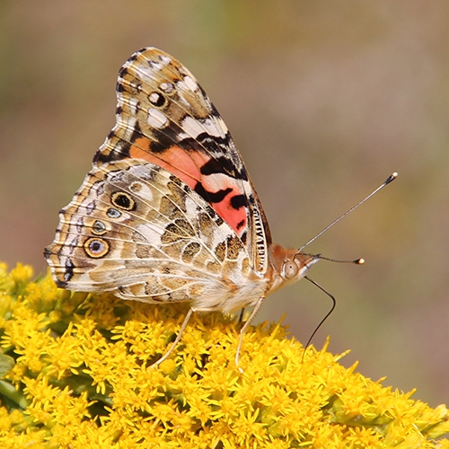 butterfly on goldenrod