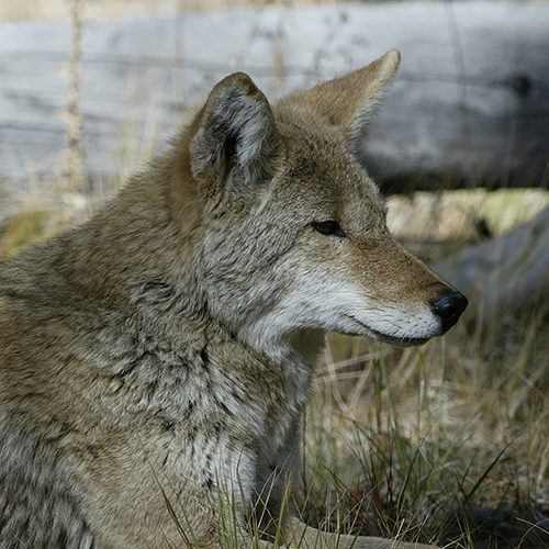 ENTICE Coyote Track button