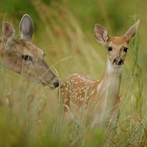 Deer Diaries