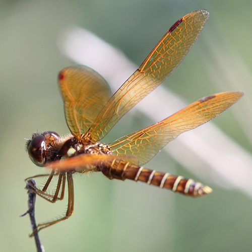 ENTICE Dragonflies button