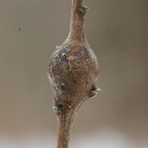 goldenrod gall