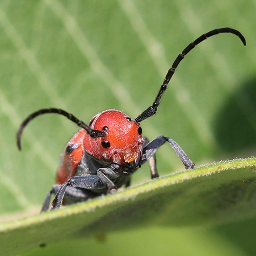 ENTICE Insects button