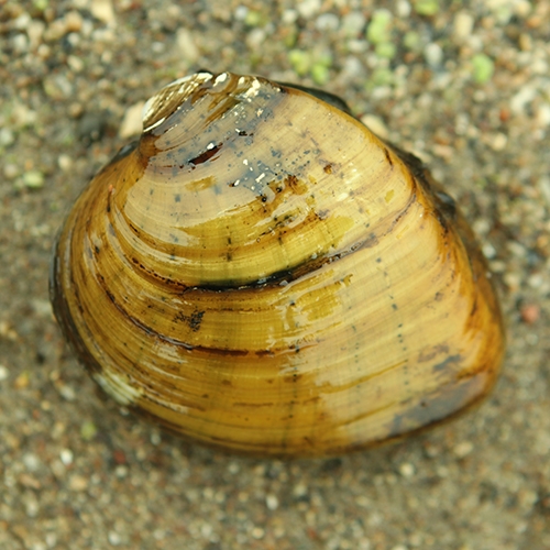 ENTICE Mussels button