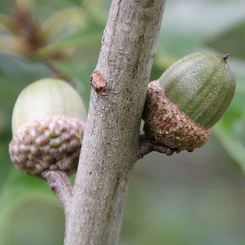 ENTICE Oak button