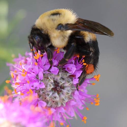 ENTICE Pollinators and the Prairie button