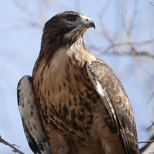 ENTICE Raptors button