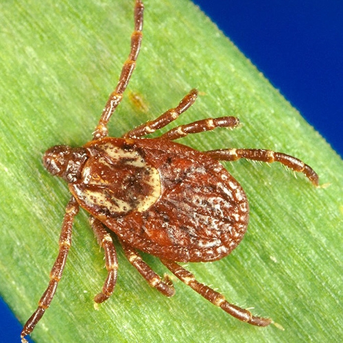 ENTICE Ticks and Mosquitoes button
