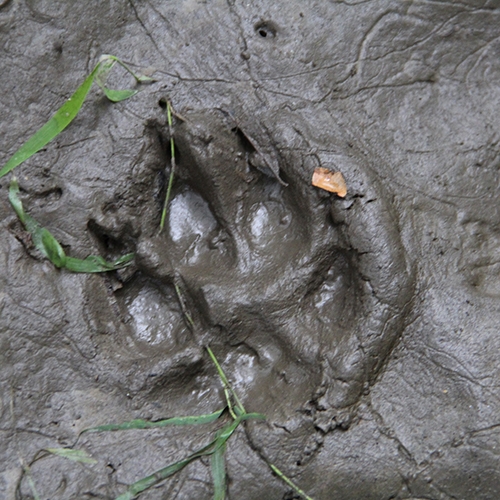 ENTICE Tracks and Scats button