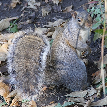 gray squirrel