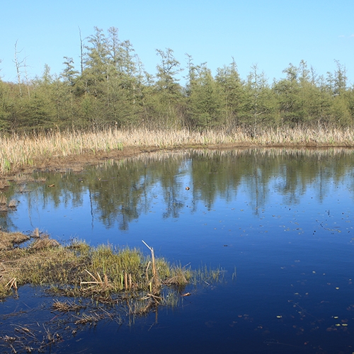 ENTICE Wetlands button