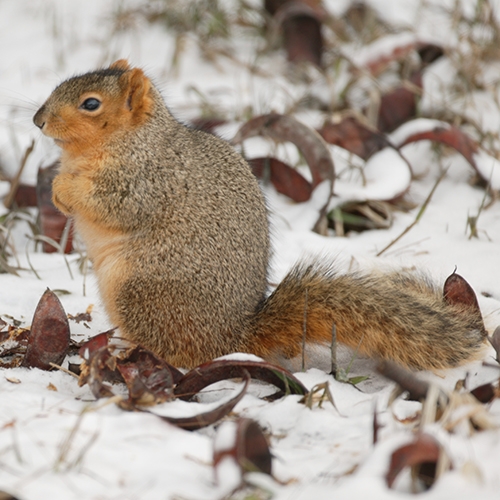 ENTICE Winter Animals