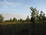 erbsha-earlysuccessional-tree-plantinghabitat