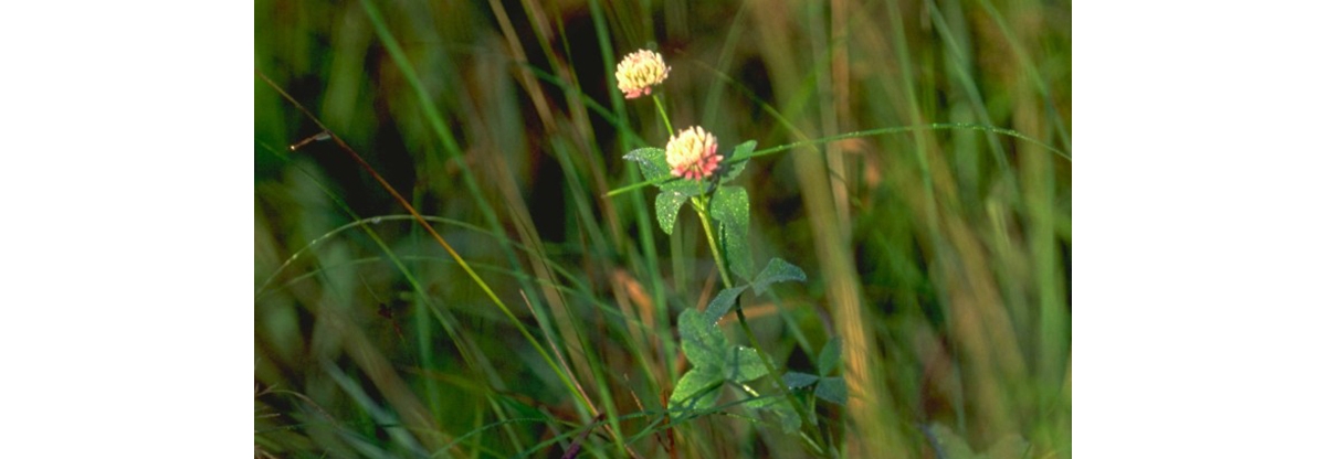 About 12 tall green stems with smooth green leaves and blue flowers