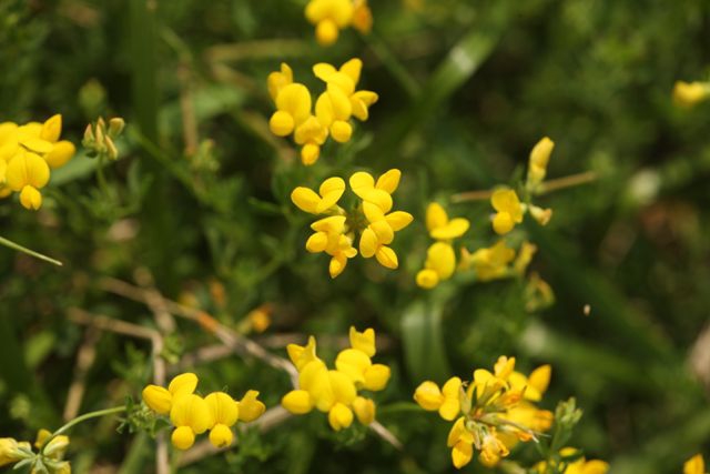 Birds Foot Trefoil