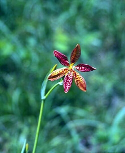 Blackberry Lily