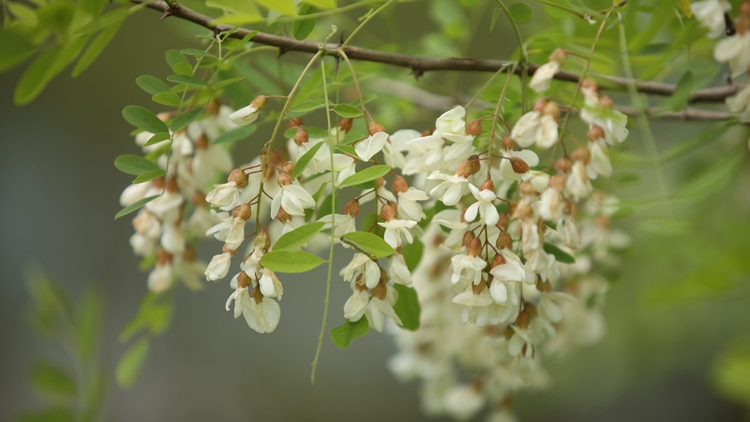 ESBlackLocust.jpg