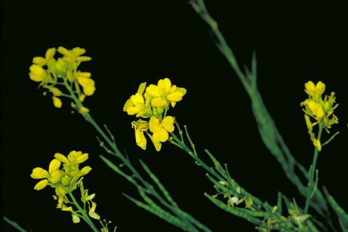 Black Mustard