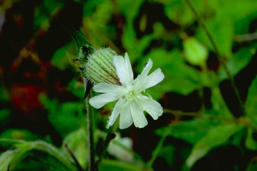 Bladder Campion