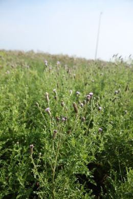 Canada Thistle