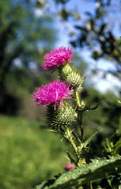 Canada Thistle