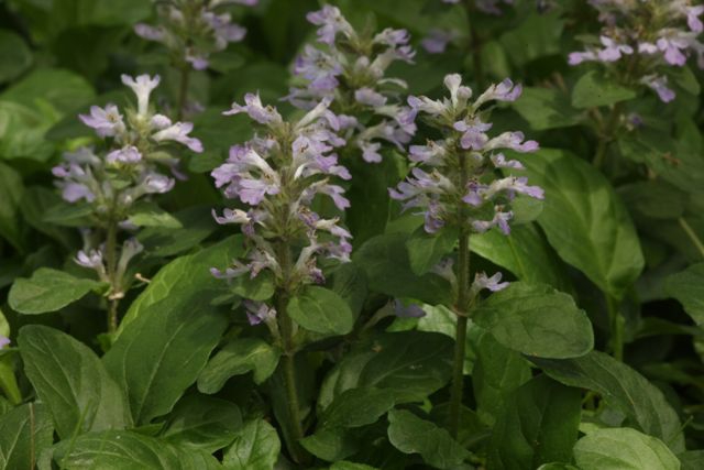 Carpet Bugleweed