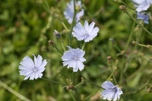 Chicory