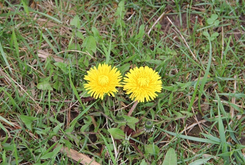 Common Dandelion