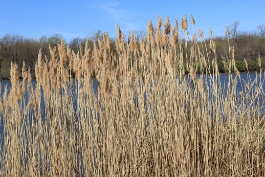 Common Reed