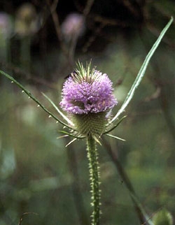 Common Teasel